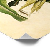 Blatt 7 | Lila Grakle oder Crow Blackbird Poster (Ecke)