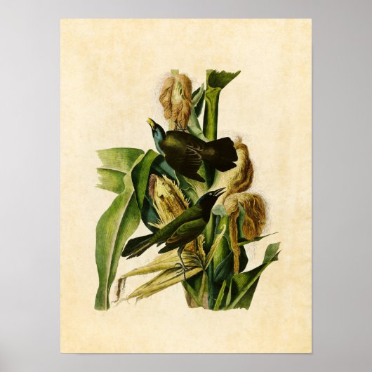 Blatt 7 | Lila Grakle oder Crow Blackbird Poster (Vorne)