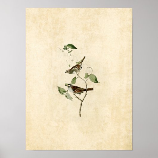 Blatt 8 | Weißwurzelammer Poster (Vorne)