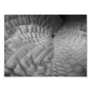 Blatt abstrakt u. Waterdrops-B&W Fotodruck