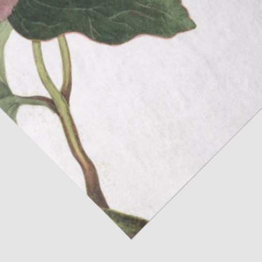 Blatt für rosa Rose-Junk-Zeitschriften Seidenpapier (Ausschnitt)