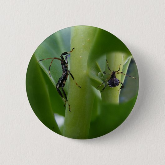Blatt-füßiger Wanze ~ Knopf Button (Vorderseite)