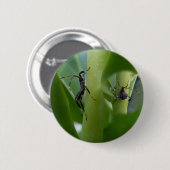 Blatt-füßiger Wanze ~ Knopf Button (Vorne & Hinten)