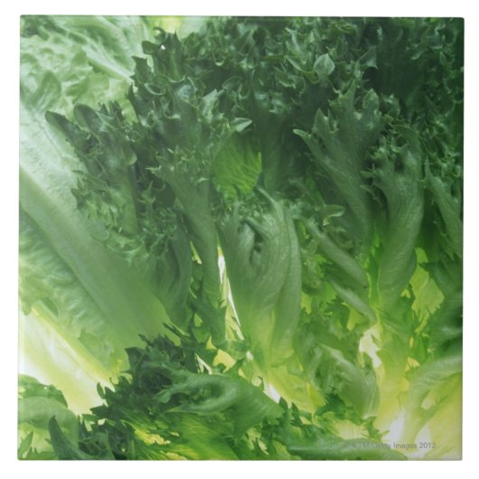 Blatt-Kopfsalat Fliese (Vorderseite)