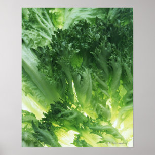 Blatt-Kopfsalat Poster