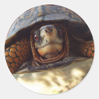 Blatt mit 20 Kartons Schildkrötenkleber Runder Aufkleber