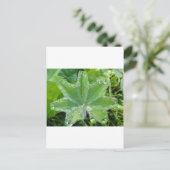 Blatt mit Wassertropfen am Rand Postkarte (Stehend Vorderseite)