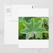 Blatt mit Wassertropfen am Rand Postkarte (Vorne/Hinten)