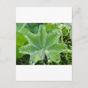 Blatt mit Wassertropfen am Rand Postkarte