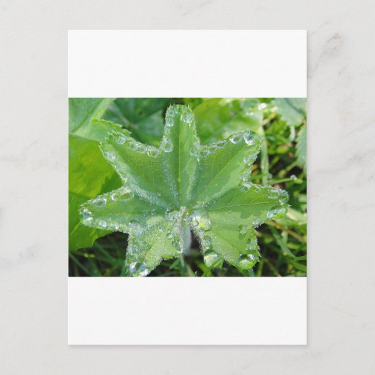 Blatt mit Wassertropfen am Rand Postkarte (Vorderseite)