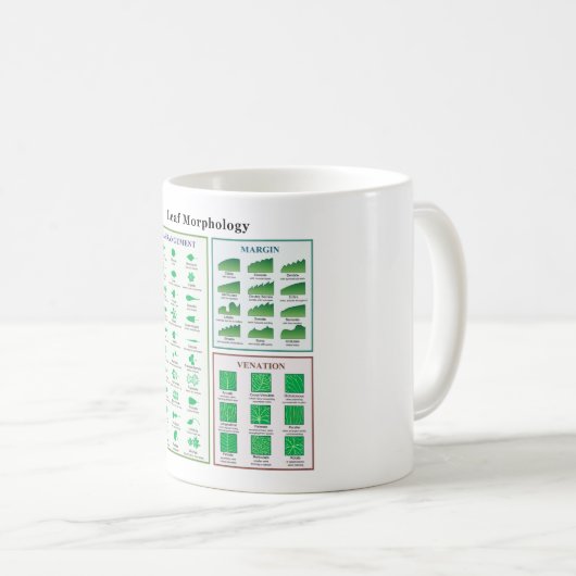 Blatt-Morphologie-Diagramm Kaffeetasse (VorderseiteRechts)