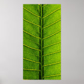 Blatt Poster (Vorne)