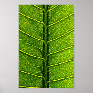 Blatt Poster