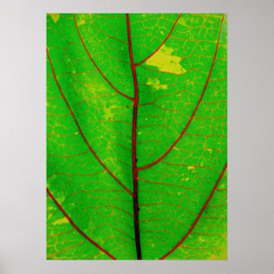 Blatt Poster