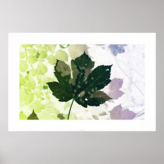 Blatt Poster (Vorne)