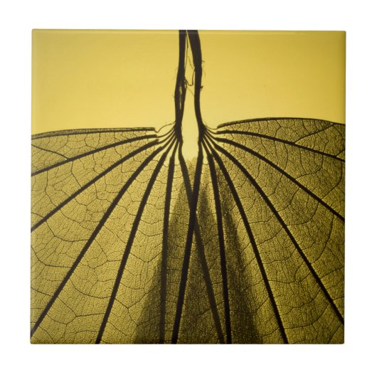 Blatt-Skelett Fliese (Vorderseite)