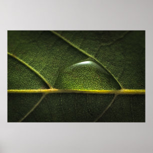 Blatt-Tröpfchen Poster
