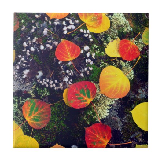 Blätter auf einem Flechten-Felsen, Felsgebirge Fliese (Vorderseite)