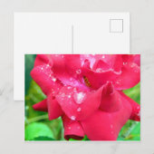 Blätter auf Postkarte (Vorne/Hinten)