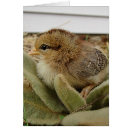 Blätter auswählen (Vorne)