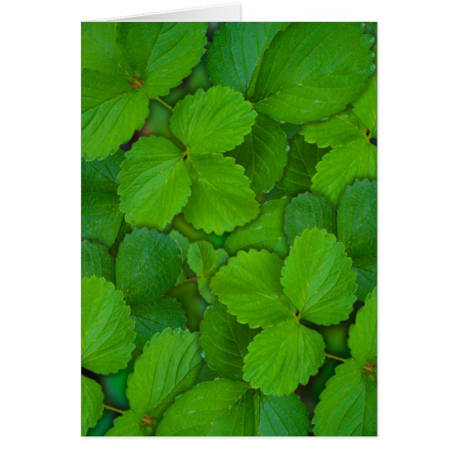 Blätter der Heiligen Basil Tulsi Grüne Münze (Vorne)