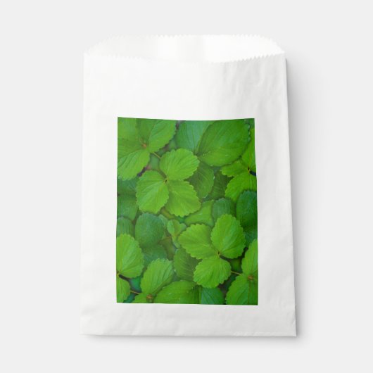 Blätter der Heiligen Basil Tulsi Grüne Münze Geschenktütchen (Vorderseite)