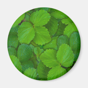 Blätter der Heiligen Basil Tulsi Grüne Münze Magnet