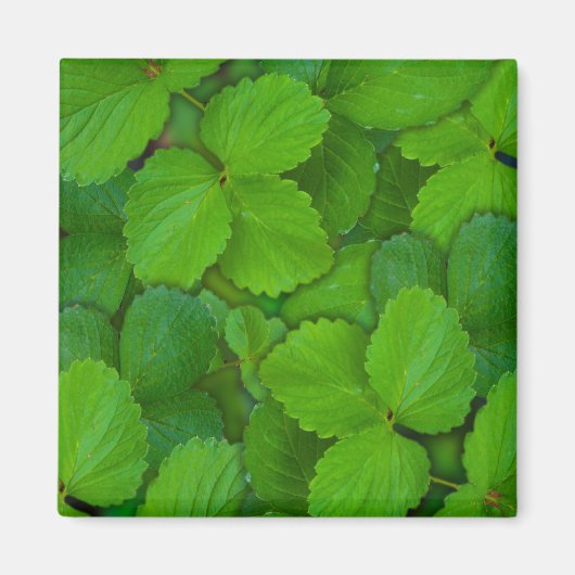 Blätter der Heiligen Basil Tulsi Grüne Münze Magnet (Vorne)