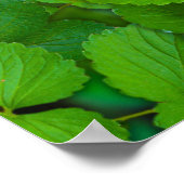 Blätter der Heiligen Basil Tulsi Grüne Münze Poster (Ecke)
