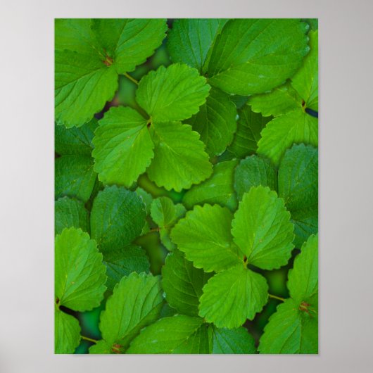Blätter der Heiligen Basil Tulsi Grüne Münze Poster (Vorne)