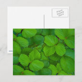 Blätter der Heiligen Basil Tulsi Grüne Münze Postkarte (Vorne/Hinten)