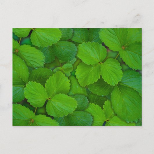 Blätter der Heiligen Basil Tulsi Grüne Münze Postkarte (Vorderseite)