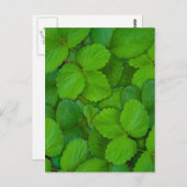 Blätter der Heiligen Basil Tulsi Grüne Münze Postkarte (Vorne/Hinten)