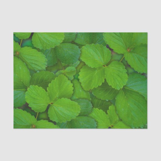 Blätter der Heiligen Basil Tulsi Grüne Münze Seidenpapier (Vorderseite)