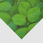Blätter der Heiligen Basil Tulsi Grüne Münze Seidenpapier (Ausschnitt)