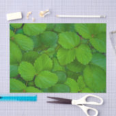 Blätter der Heiligen Basil Tulsi Grüne Münze Seidenpapier (Handwerk)