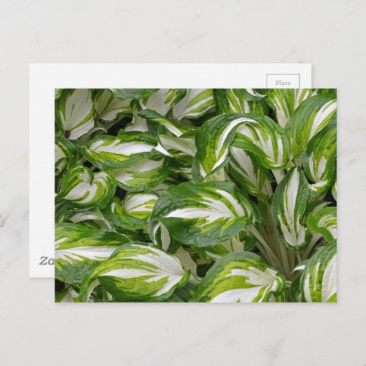 Blätter der Hosta in grün und weiß gestreift Postkarte (Vorne/Hinten)