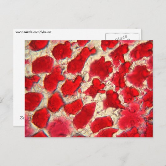 Blätter einer rote Rose unter dem Mikroskop Postkarte (Vorne/Hinten)