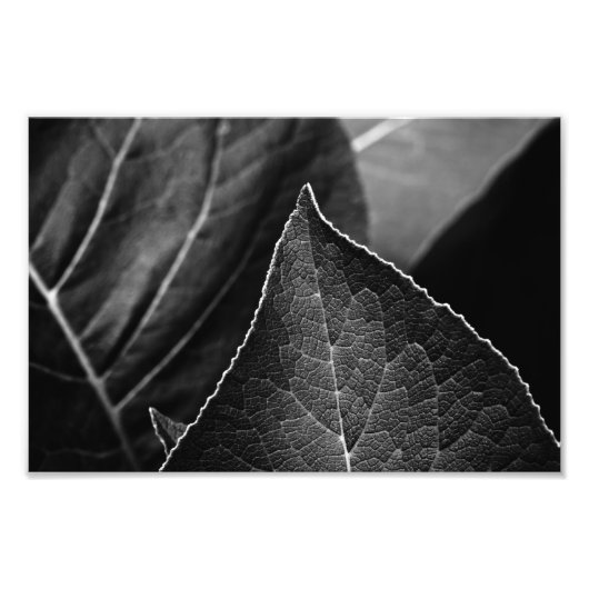 Blätter Fotodruck (Vorne)