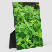 Blätter Fotoplatte (Seite)