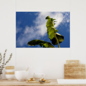 Blätter für Banana Tree Poster (Küche)