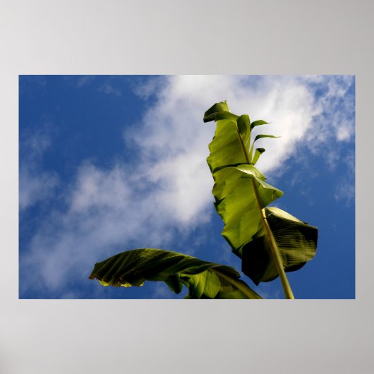 Blätter für Banana Tree Poster (Vorne)