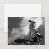 Blätter für Banana Tree Postkarte (Vorne/Hinten)