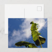 Blätter für Banana Tree Postkarte (Vorne/Hinten)