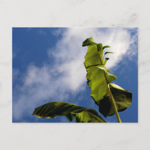 Blätter für Banana Tree Postkarte