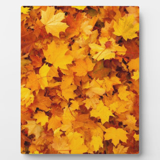 Blätter für die Herbstgelbe Maple Fotoplatte