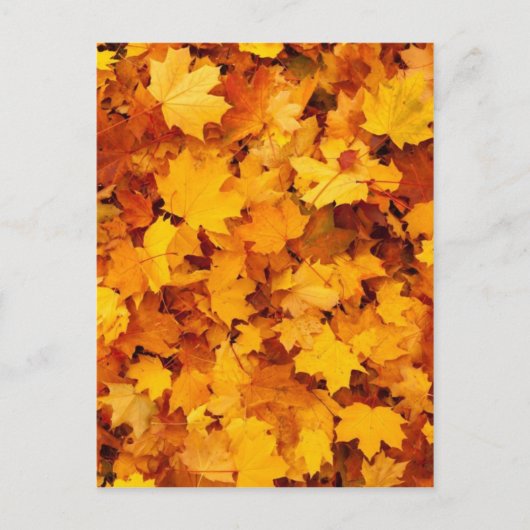 Blätter für die Herbstgelbe Maple Postkarte (Vorderseite)