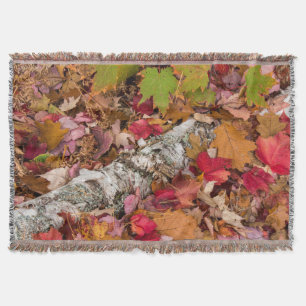 Blätter für die Herbstmapel decken Birkenrinde im