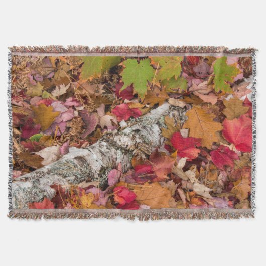 Blätter für die Herbstmapel decken Birkenrinde im (Vorderseite)