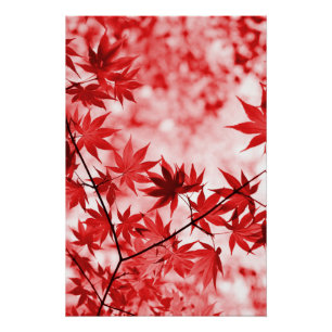 Blätter für die Herbstmaple-Bäume - 2997 Poster